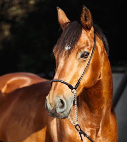 回収率アップ！第二弾！究極厳選！独自データ理論予想■特別優待募集！！