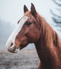 2025年4月19日（土）注目馬☆推薦馬＆参考買い目