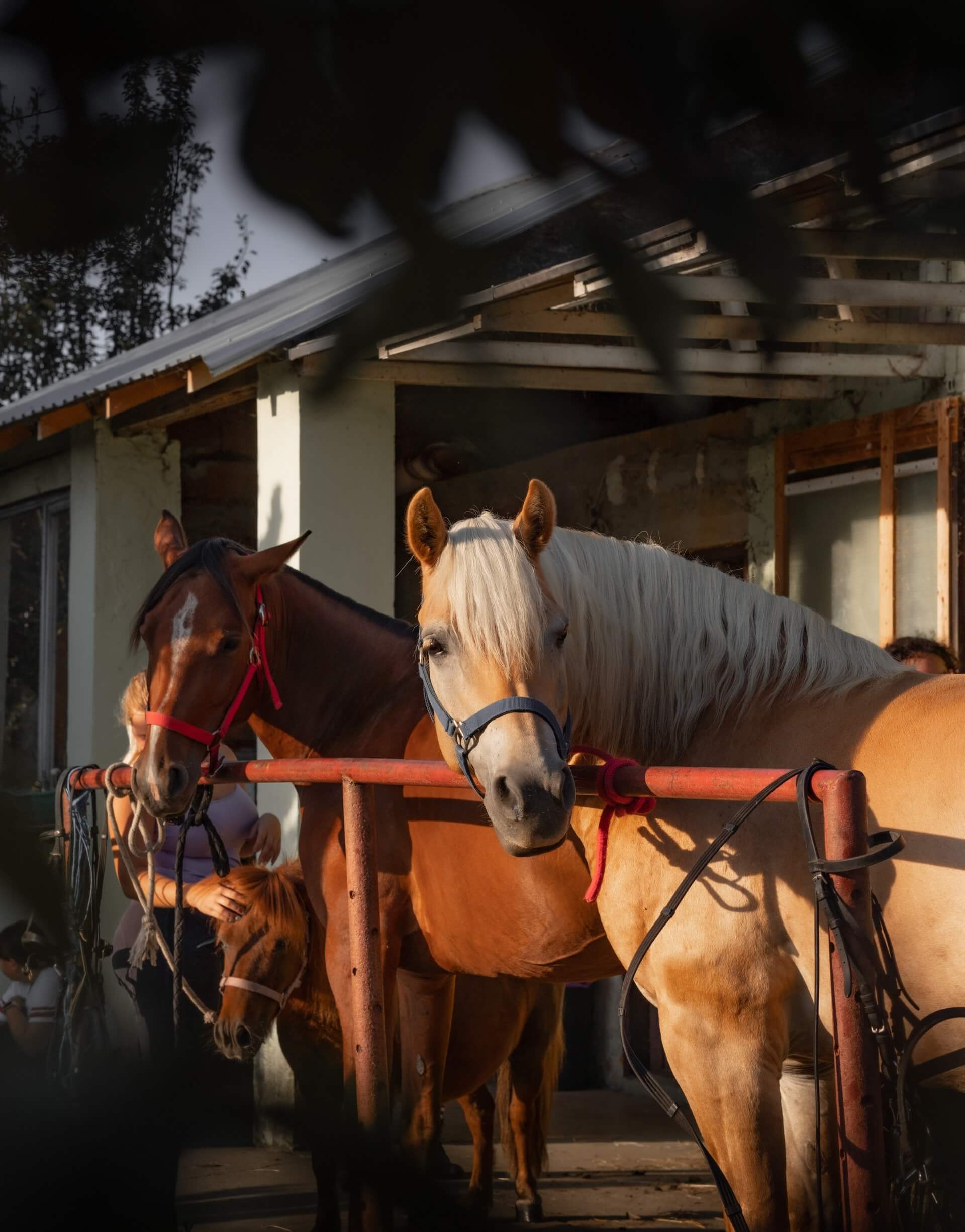 2025年3月23日(日)注目馬☆推薦馬&参考買い目