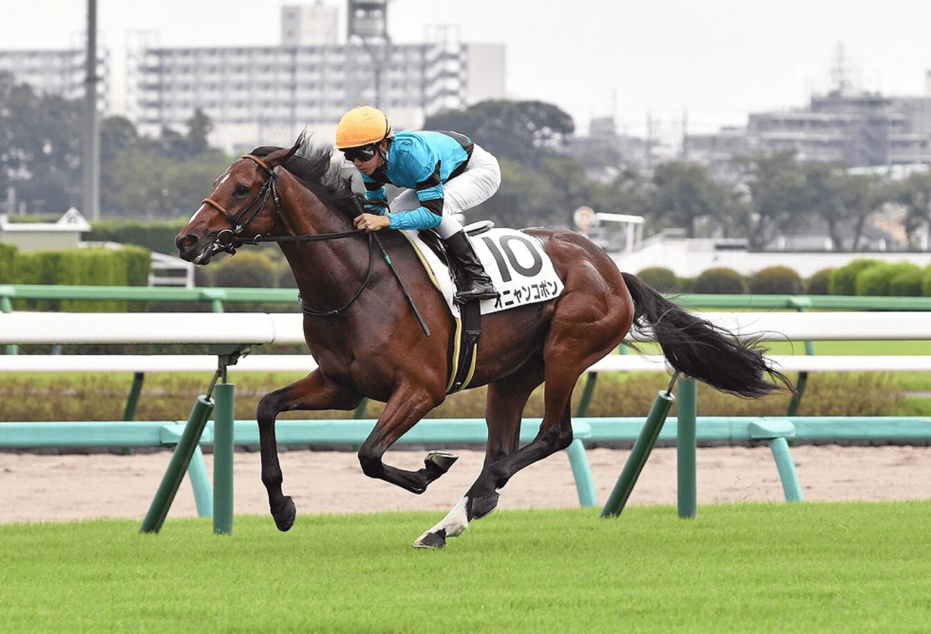 オニャンコポンは元気！＆【会員案内】